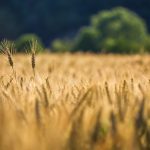 organic news 24
