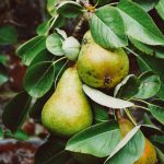 organic news 6 e1608714911535